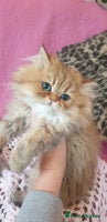 Persian cats 💖Beautiful Pedigree Chinchilla Persian Kittens. - Advert 5