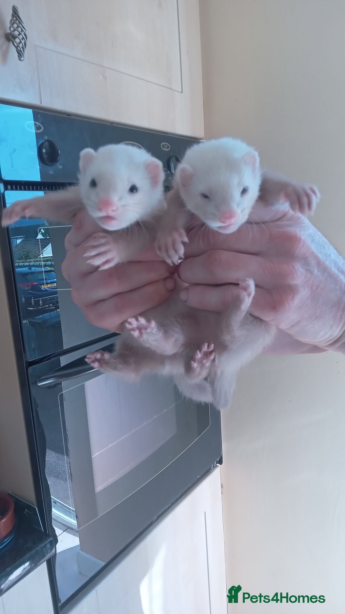 Ferret rodents Ferrets - Advert 16