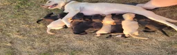 Mixed Breed dogs for sale: Labrador x sprocker puppies - Advert 8