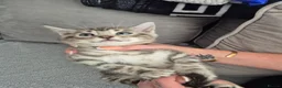 Mixed Breed cats for sale: Mixed bengal kittens - Advert 5