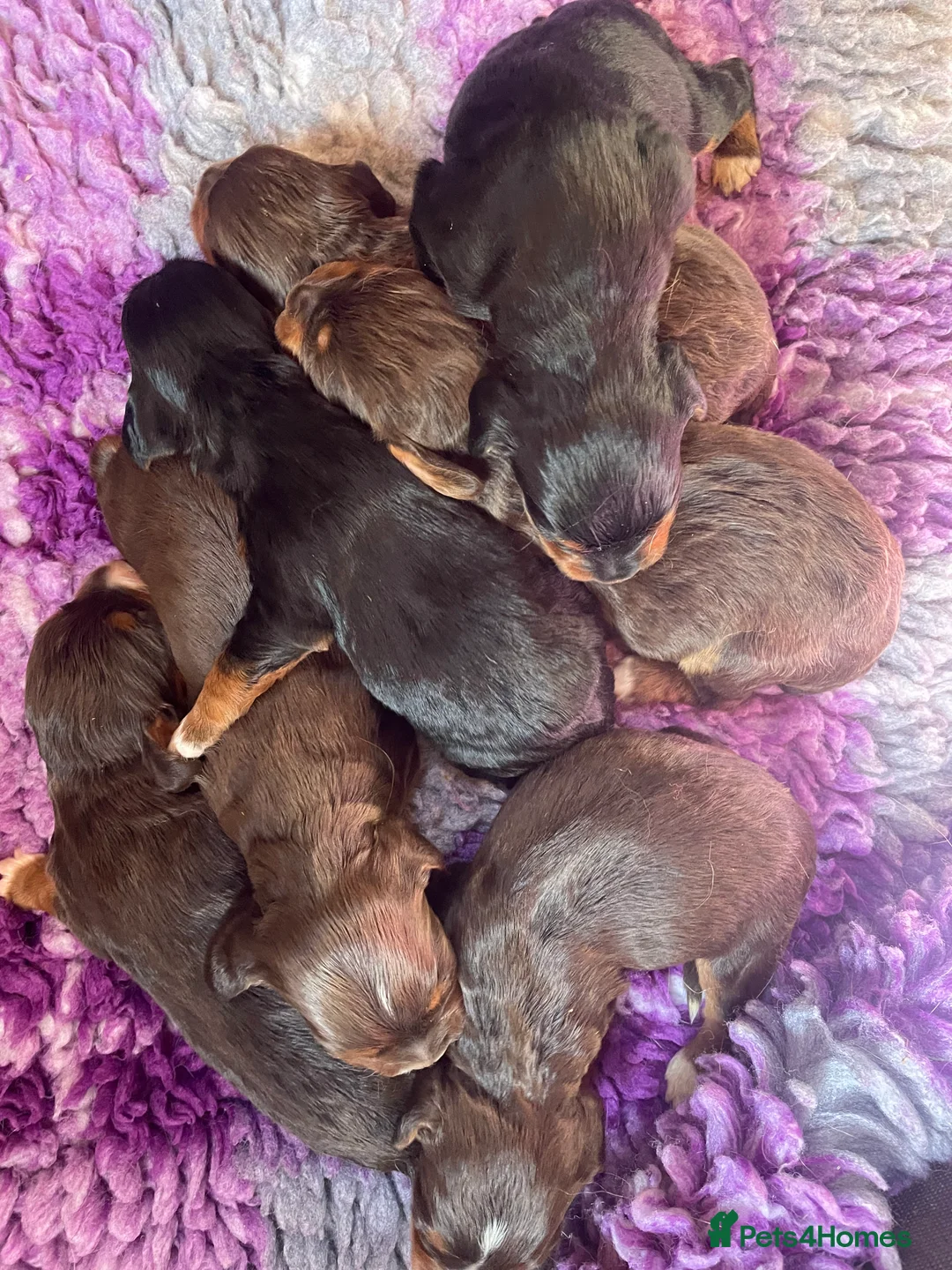 Cocker Spaniel dogs for stud: Small Health Tested KC liver and tan Cocker Stud in Harrogate - Advert 8