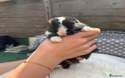 Havana rabbits for sale: 5 little bunnies for sale!! - Image 8