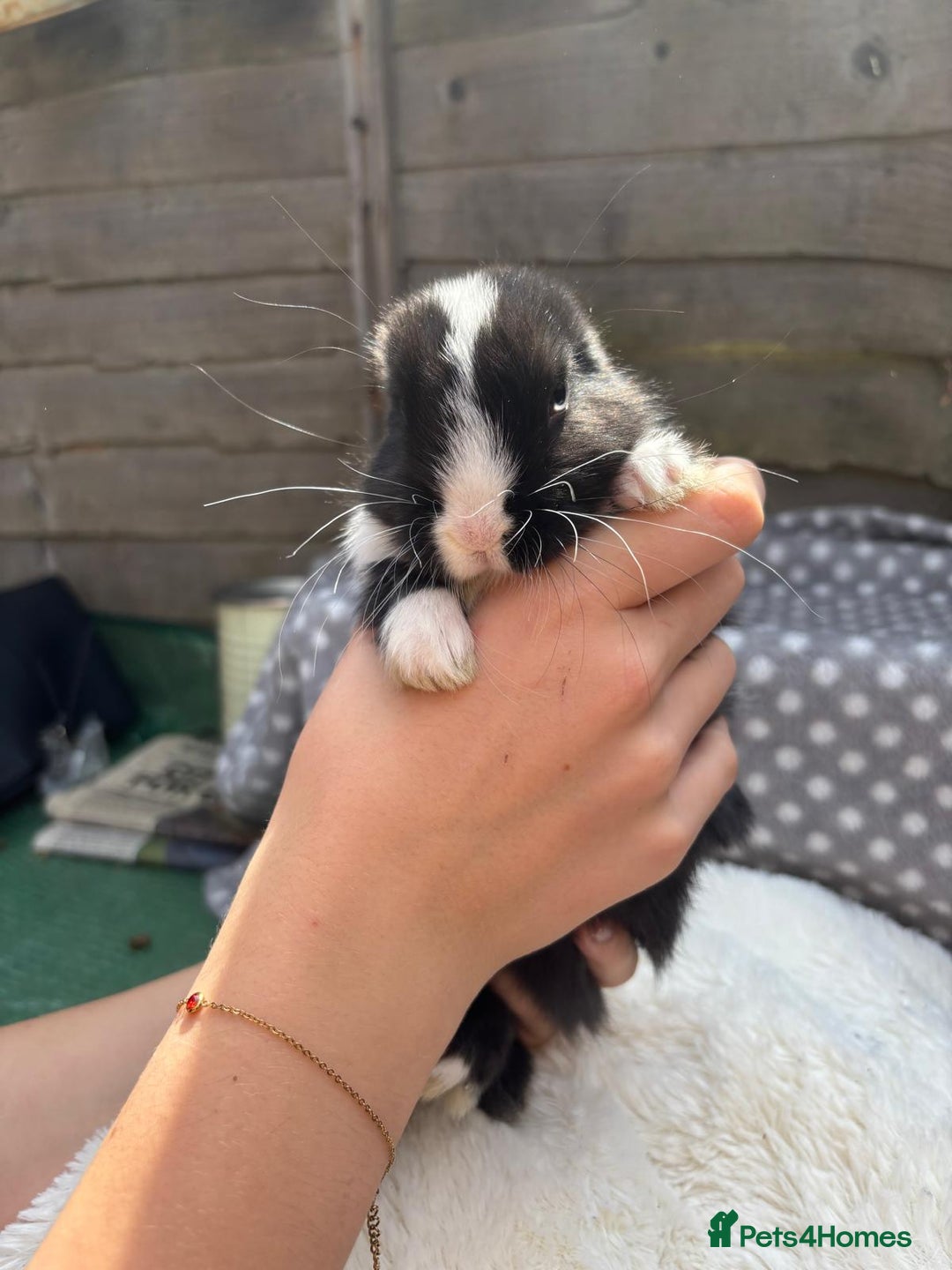 Havana rabbits for sale: 5 little bunnies for sale!! - Image 8