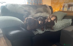 Dachshund dogs for sale: Miniture dachshund  - Image 13