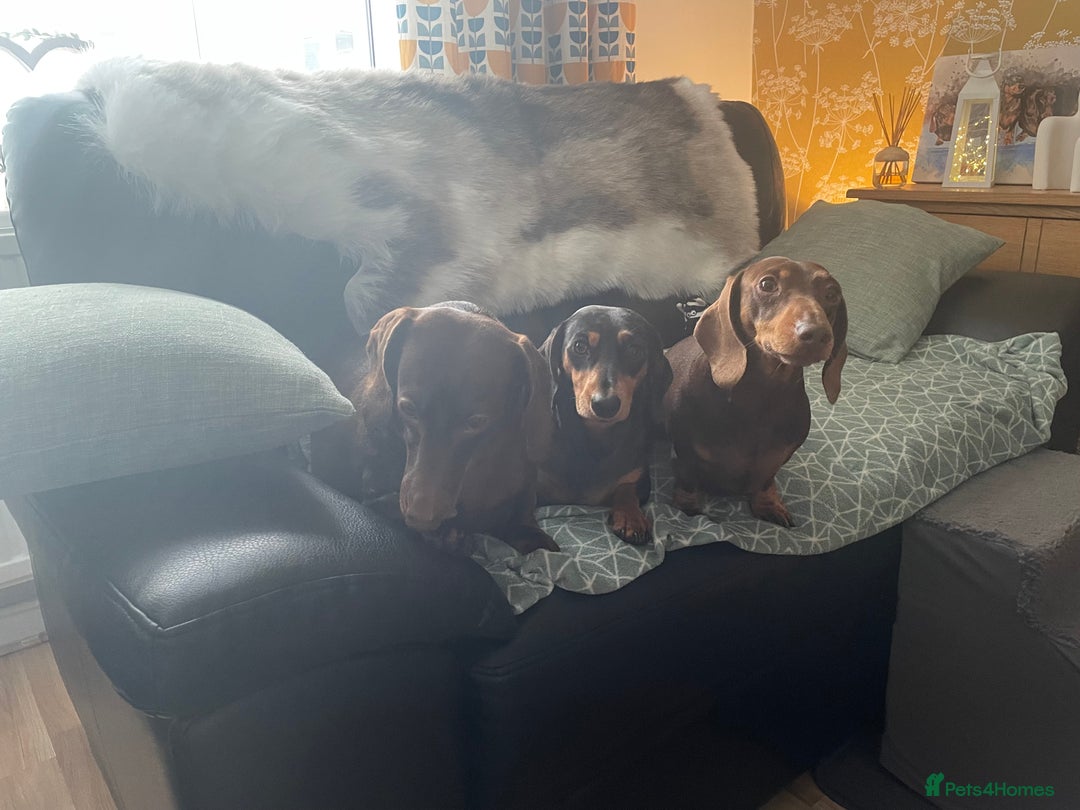 Dachshund dogs for sale: Miniture dachshund  - Image 13