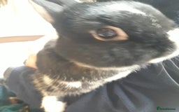 Netherland Dwarf rabbits for sale: Gorgeous bonded pair of 2 yr old Netherland Dwarfs - Image 7