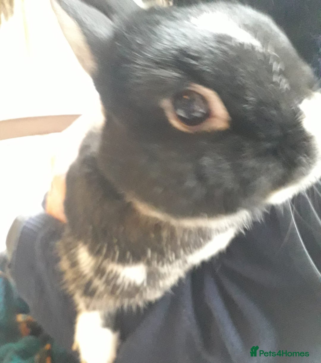 Netherland Dwarf rabbits for sale: Gorgeous bonded pair of 2 yr old Netherland Dwarfs - Image 7