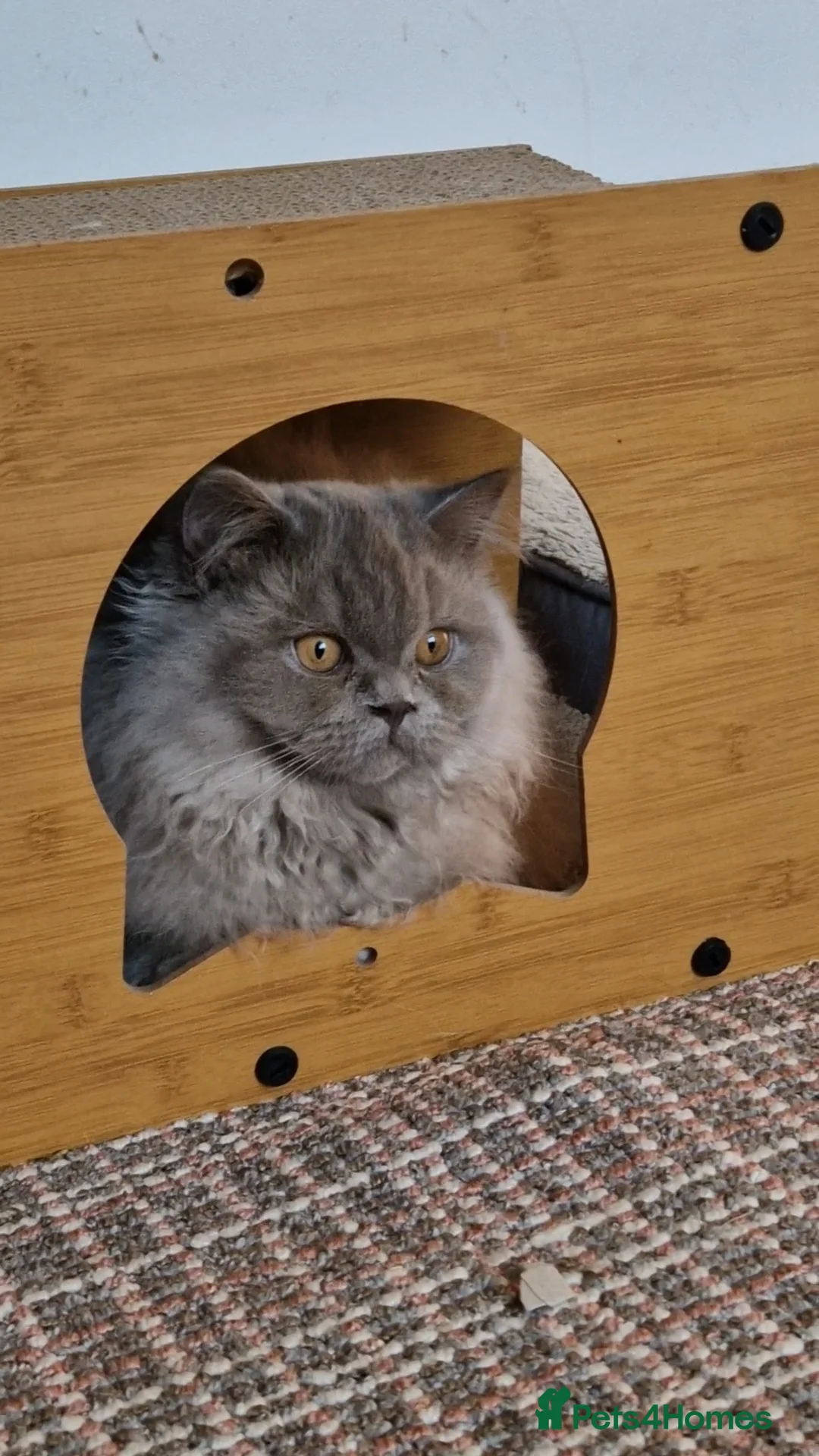 British Shorthair cats for sale: Lilac British Longhair boy kitten - Advert 5