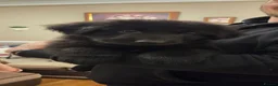 German Shepherd dogs for sale: German Shepherd Puppies - Advert 4