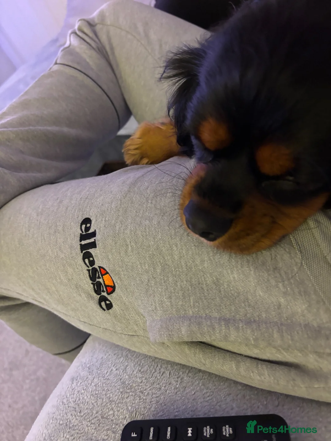 Cavalier King Charles Spaniel dogs for sale: Beautiful Intelligent Black & Tan KC Reg Cavalier - Advert 2