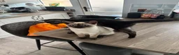 Scottish Fold cats for sale: 3 x Kittens for sale - Advert 5