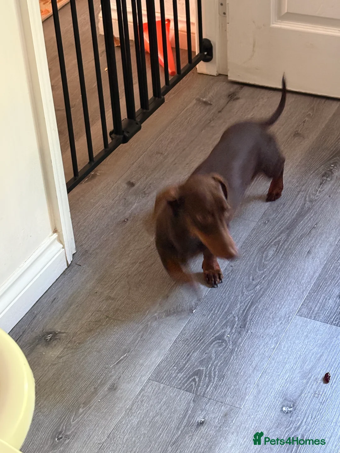 Miniature Dachshund dogs for sale: Little Jim sadly needing a new home in Dereham - Advert 3