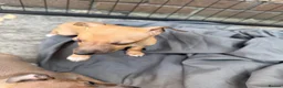 Italian Greyhound dogs for sale: Reduced! 2 Italian grey hounds boys available  - Advert 23