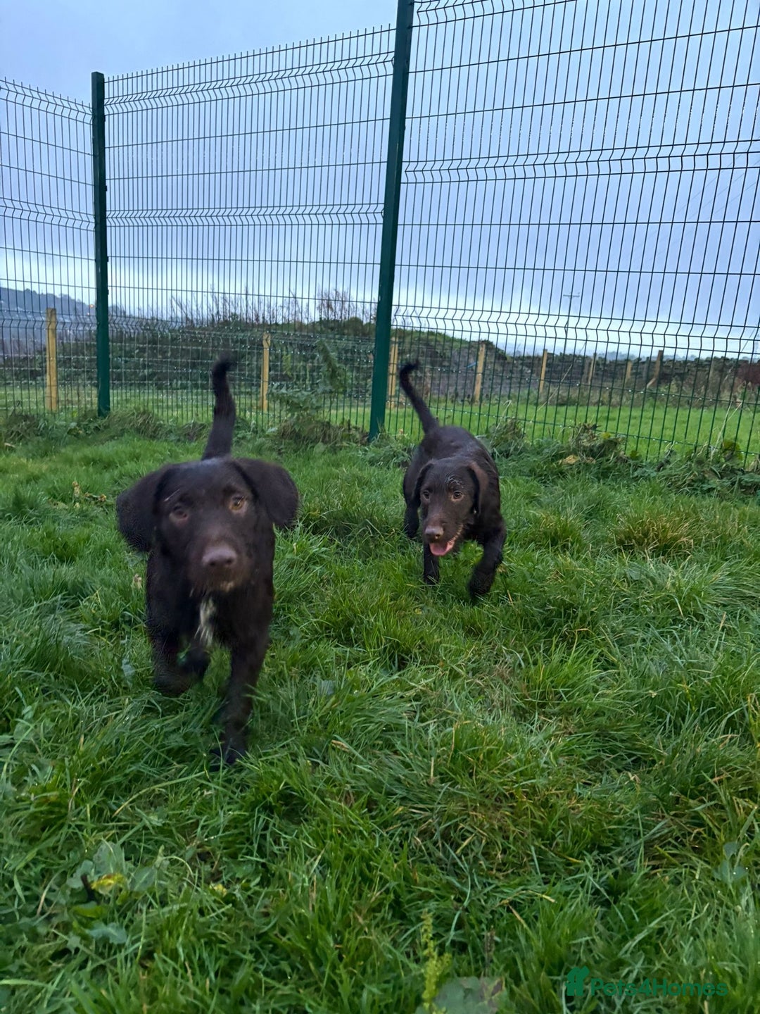 Mixed Breed dogs for sale: Gorgeous dogs, amazing pets & great temperaments!  - Advert 3