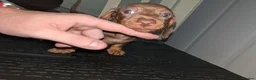 Miniature Dachshund dogs for sale: Miniature Dachshund puppies 3 left !! - Advert 4