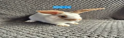 Mini Lion Lop rabbits for sale: Mini Lion Lop Bunnies - Advert 9