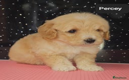 Maltipoo dogs for sale: Quality Champion Apricot Teddy toy Maltipoo's 🧸 - Image 6