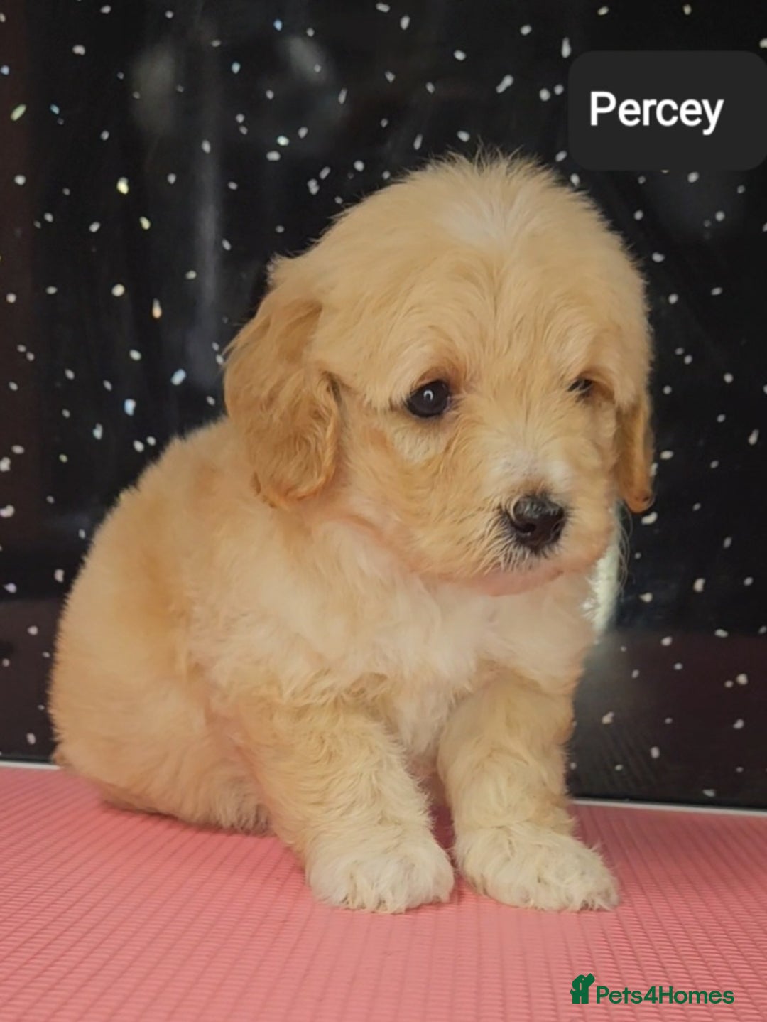 Maltipoo dogs for sale: Quality Champion Apricot Teddy toy Maltipoo's 🧸 - Image 6
