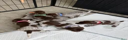 German Shorthaired Pointer dogs for sale: Stunning German Shorthaired Pointer Pups KC Reg'd - Advert 8