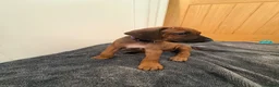 Rhodesian Ridgeback dogs for sale: Rhodesian Ridgeback puppies in Walsall - Advert 22