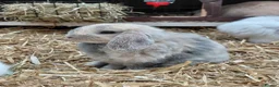 Mini Lop rabbits for sale: Mini Lop  in Wolverhampton - Advert 4
