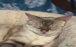 Bengal cats for sale: Purrlicious Sheba  - Image 2