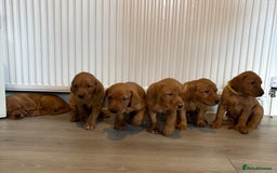 Labrador Retriever dogs for sale: Red Fox Labrador  - Image 4