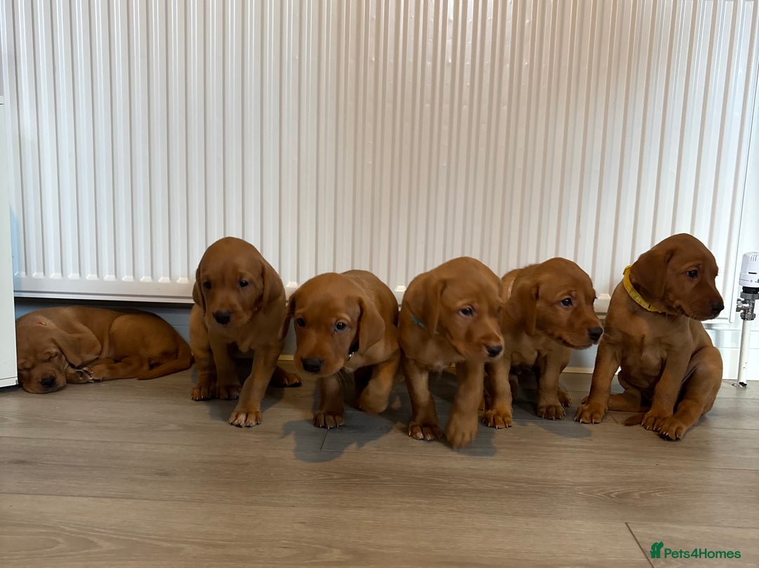 Labrador Retriever dogs for sale: Red Fox Labrador  - Image 4