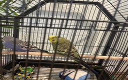 Budgerigars birds for sale: 2 lovely male budgies - Image 1