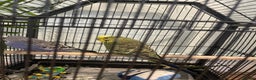 Budgerigars birds for sale: 2 lovely male budgies - Advert 1