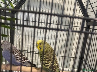 Budgerigars birds 2 lovely male budgies - Advert 18