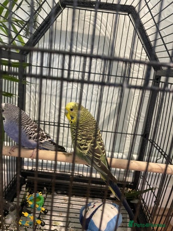 Budgerigars birds - Advert 1