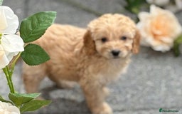Cockapoo dogs for sale: Adorable cockapoos - Image 10