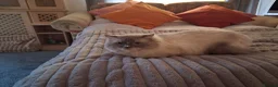 Ragdoll cats for sale: 3 boys  - Advert 2