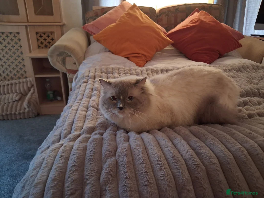 Ragdoll cats for sale: 3 boys  - Advert 2