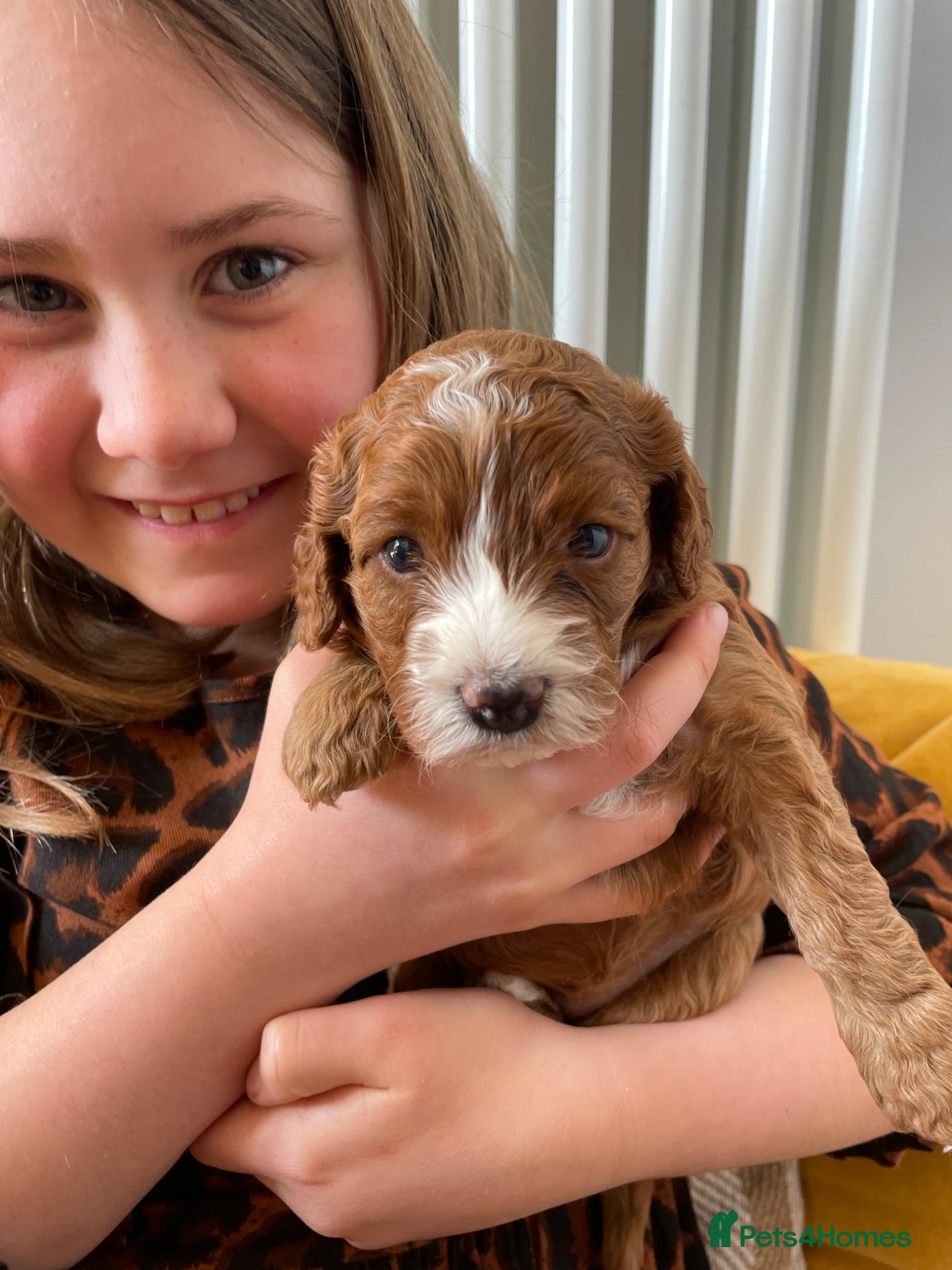 Cavapoo dogs Exceptional Cavapoo Puppies - Ruby & Apricot - Advert 1