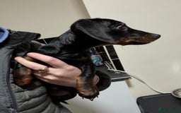 Dachshund dogs for sale: kc black and tan girl  - Image 4