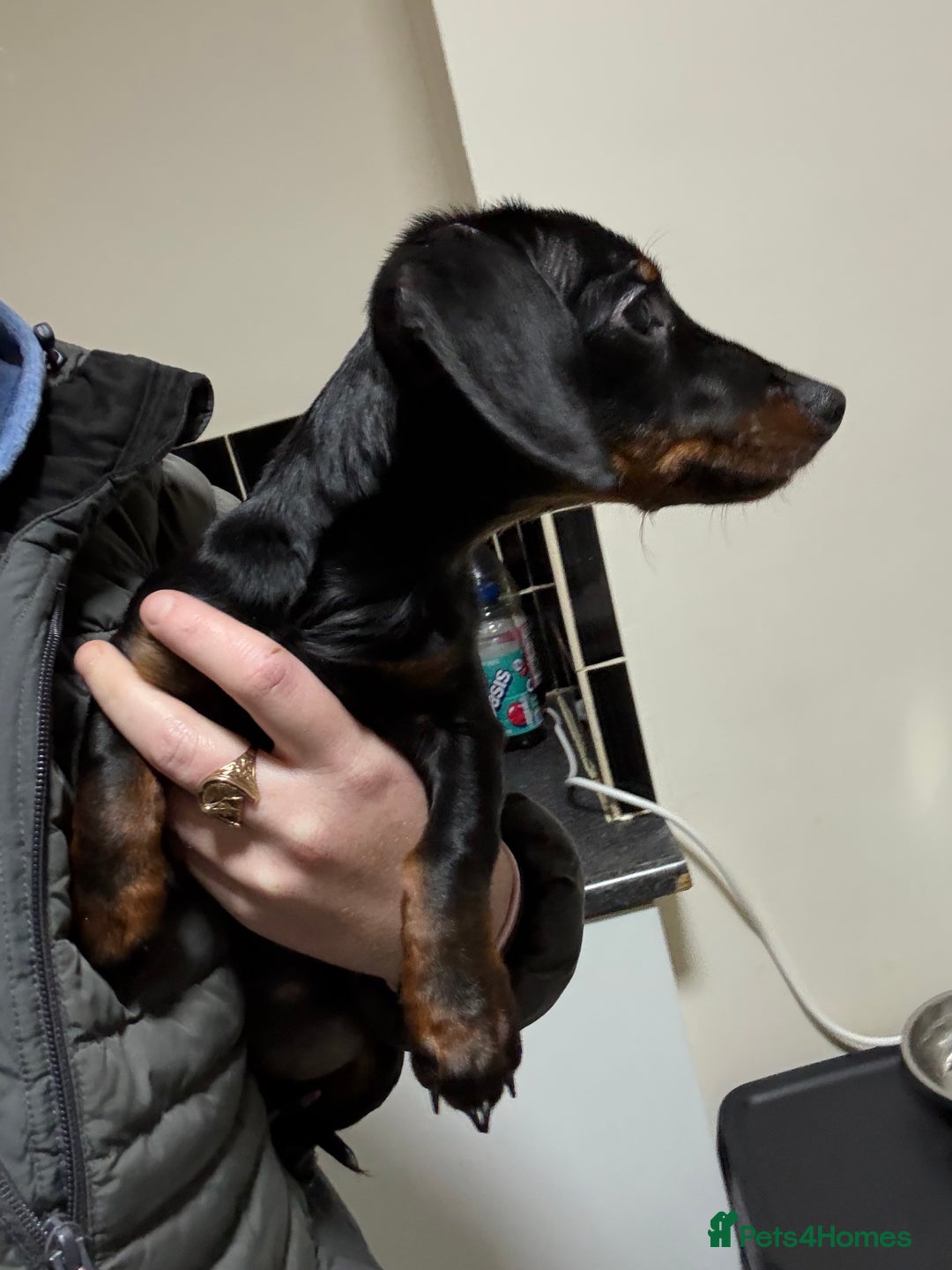 Dachshund dogs for sale: kc black and tan girl  - Image 4