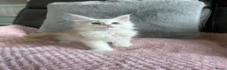 Maine Coon cats for sale: Stunning Maine Coon babies - Advert 5