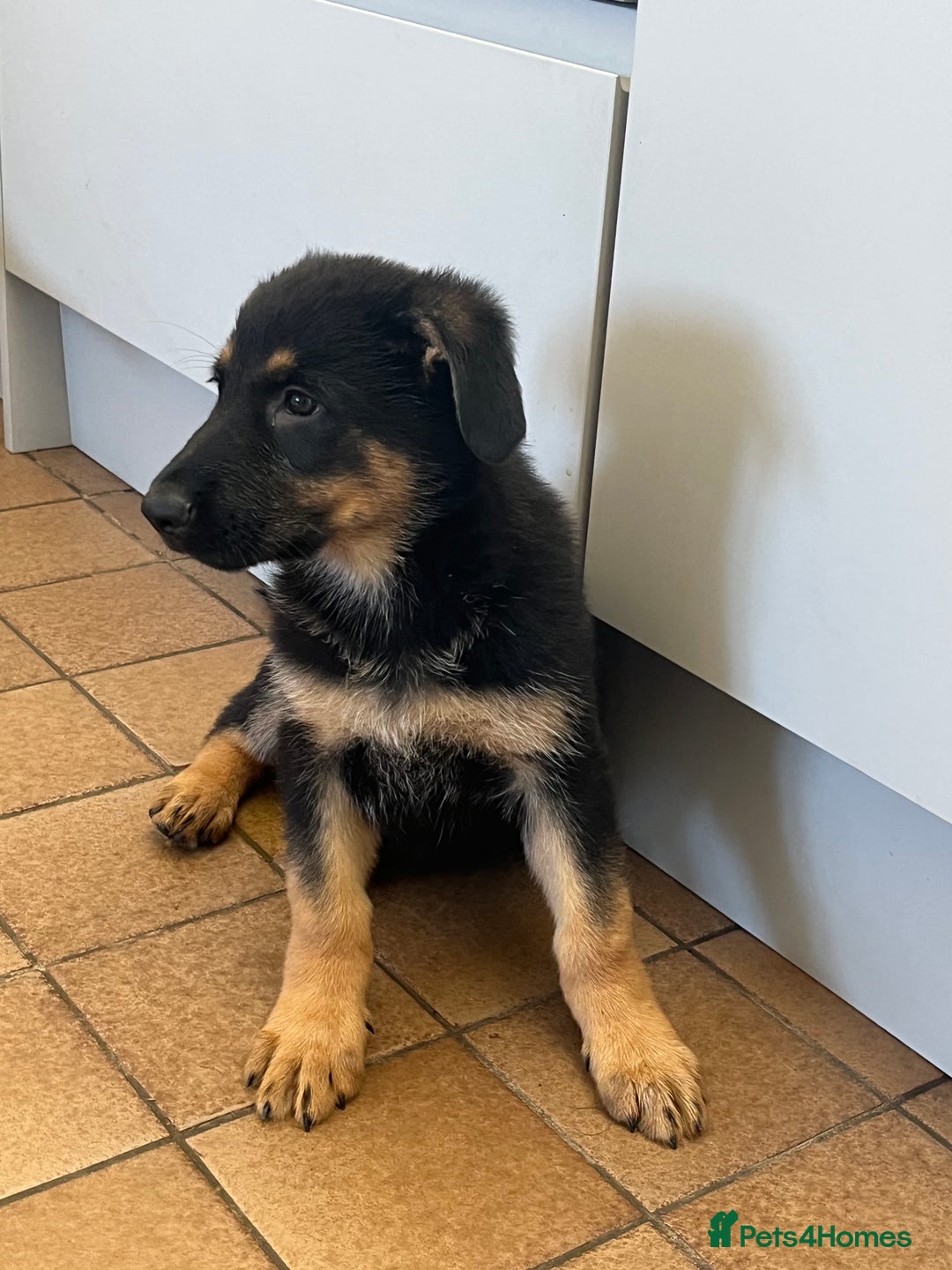 German Shepherd dogs for sale: REDUCE PRICE  - Image 28