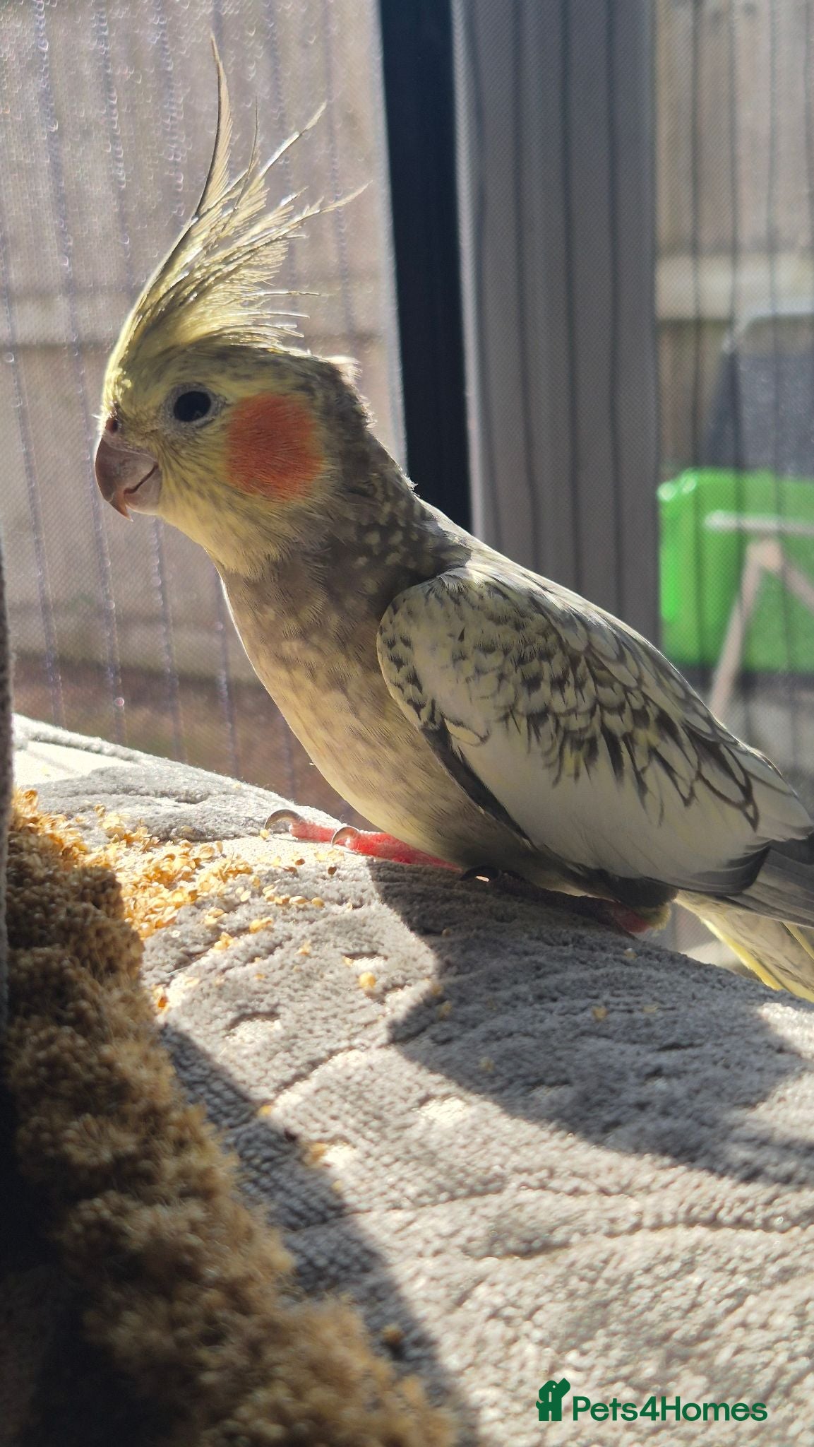 Cockatiels birds Single male cockatiel for sale  - Advert 1