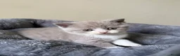 British Shorthair cats for sale: British Shorthair Kittens for Sale - Advert 19