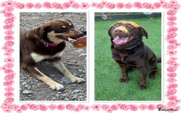 Labrador Retriever dogs for sale: Stunning Rare Coloured Pups Health Tested Parents  - Image 7