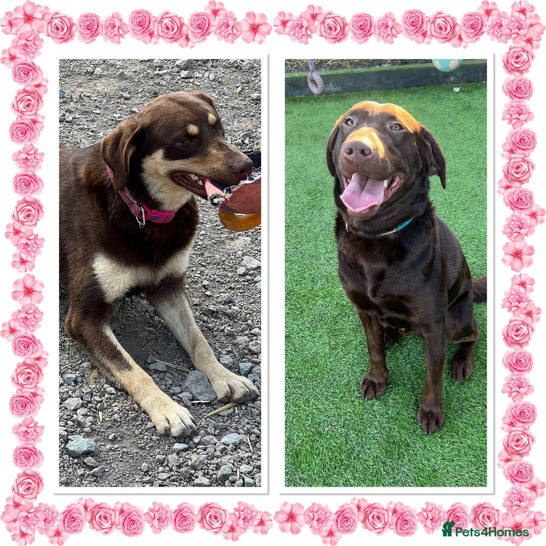 Labrador Retriever dogs for sale: Stunning Rare Coloured Pups Health Tested Parents  - Image 7