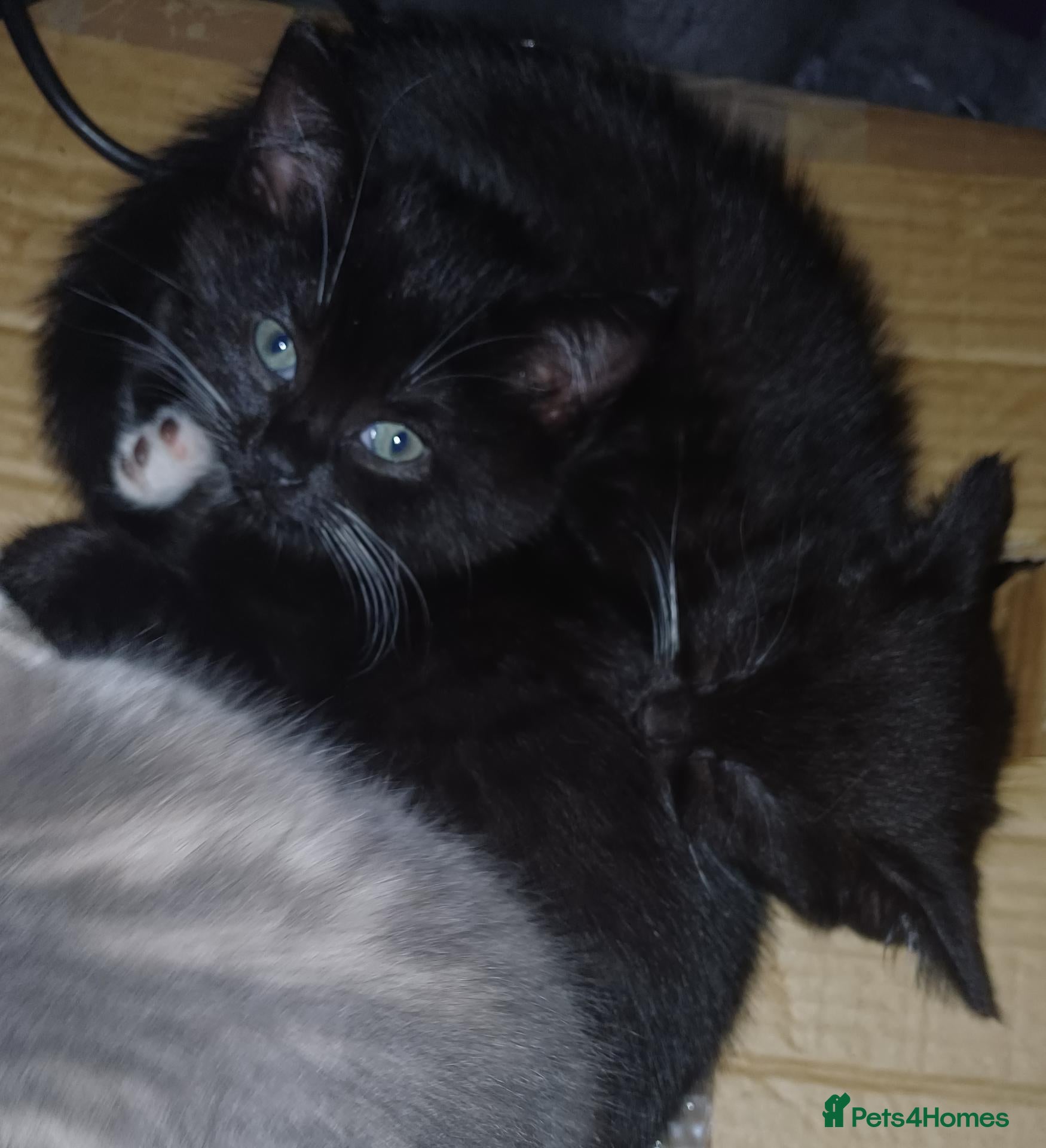 Mixed Breed cats for sale: Miniature kitten ready to go  - Advert 11