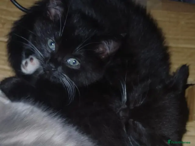 Mixed Breed cats for sale: Miniature kitten ready to go - Advert 3