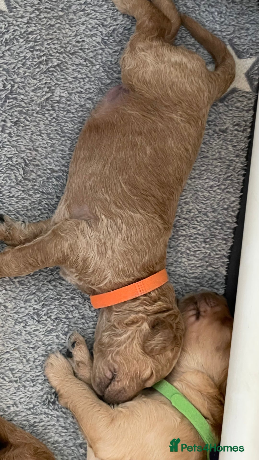 Goldendoodle dogs for sale: F1b Goldendoodles available for reservation - Image 20