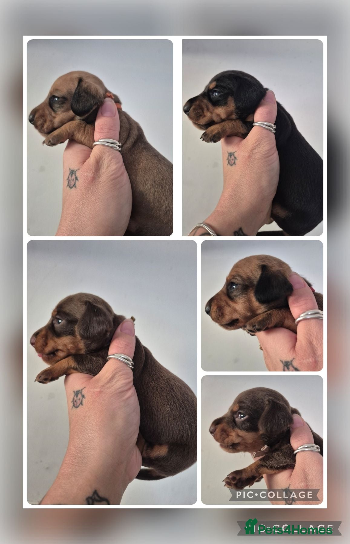 Miniature Dachshund dogs PRA CLEAR MINIATURE DACHSHUND GIRLS - Advert 14