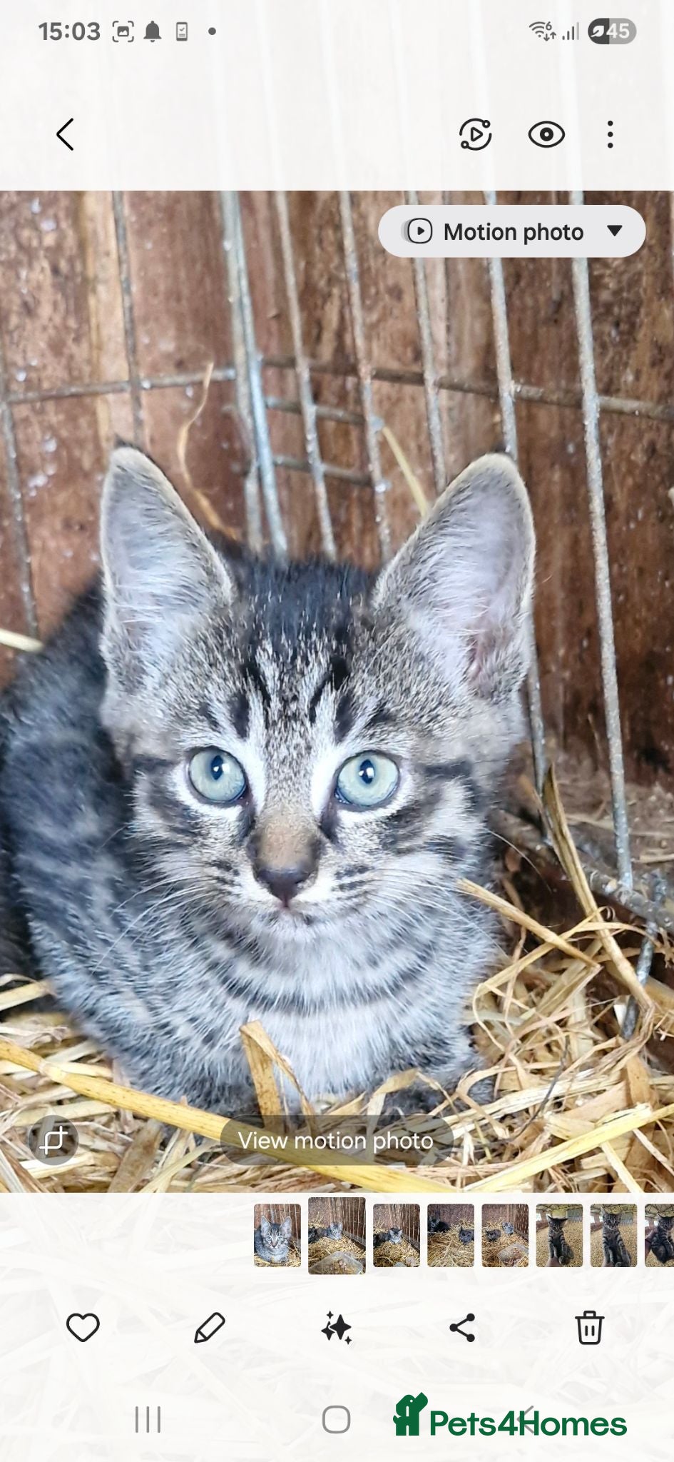 Mixed Breed cats Beautiful tabby female  - Advert 4