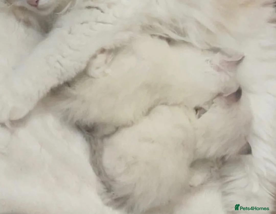 Ragdoll cats for sale: TICA Registered Males Available  - Advert 15